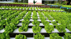 Hydroponic Farming In India