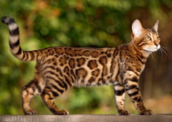 Top 10 Most Expensive Cat Breeds in the World