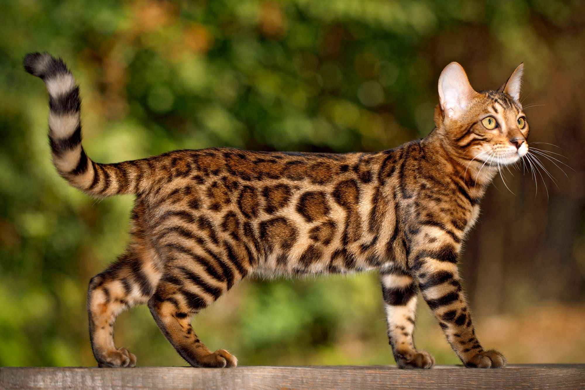 Top 10 Most Expensive Cat Breeds In The World The Second Angle