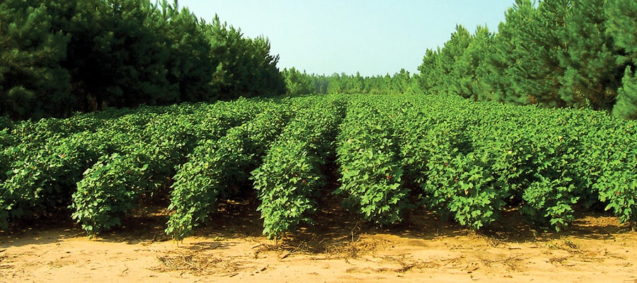 5 Techniques For Sustainable Farming