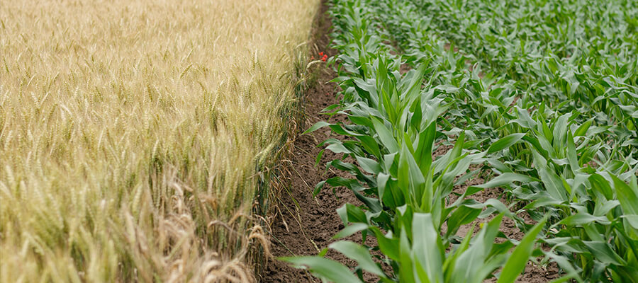 5 Techniques For Sustainable Farming