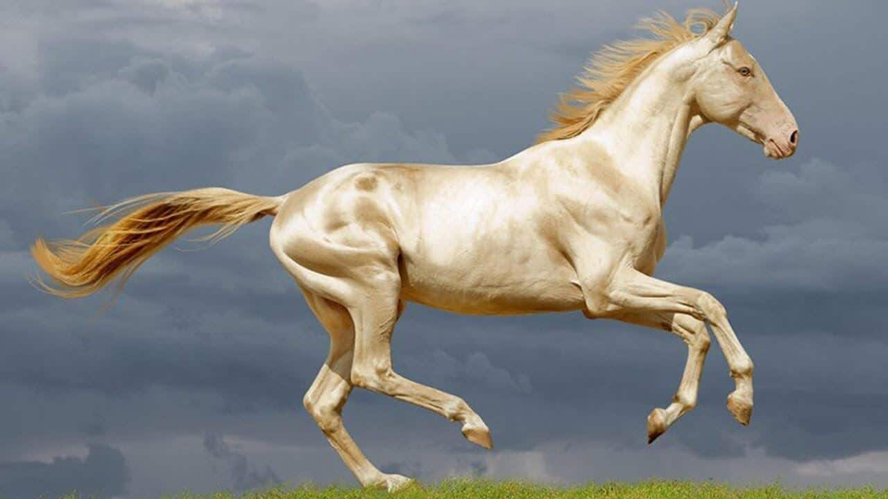 10 Most Expensive Horse Breeds in the World