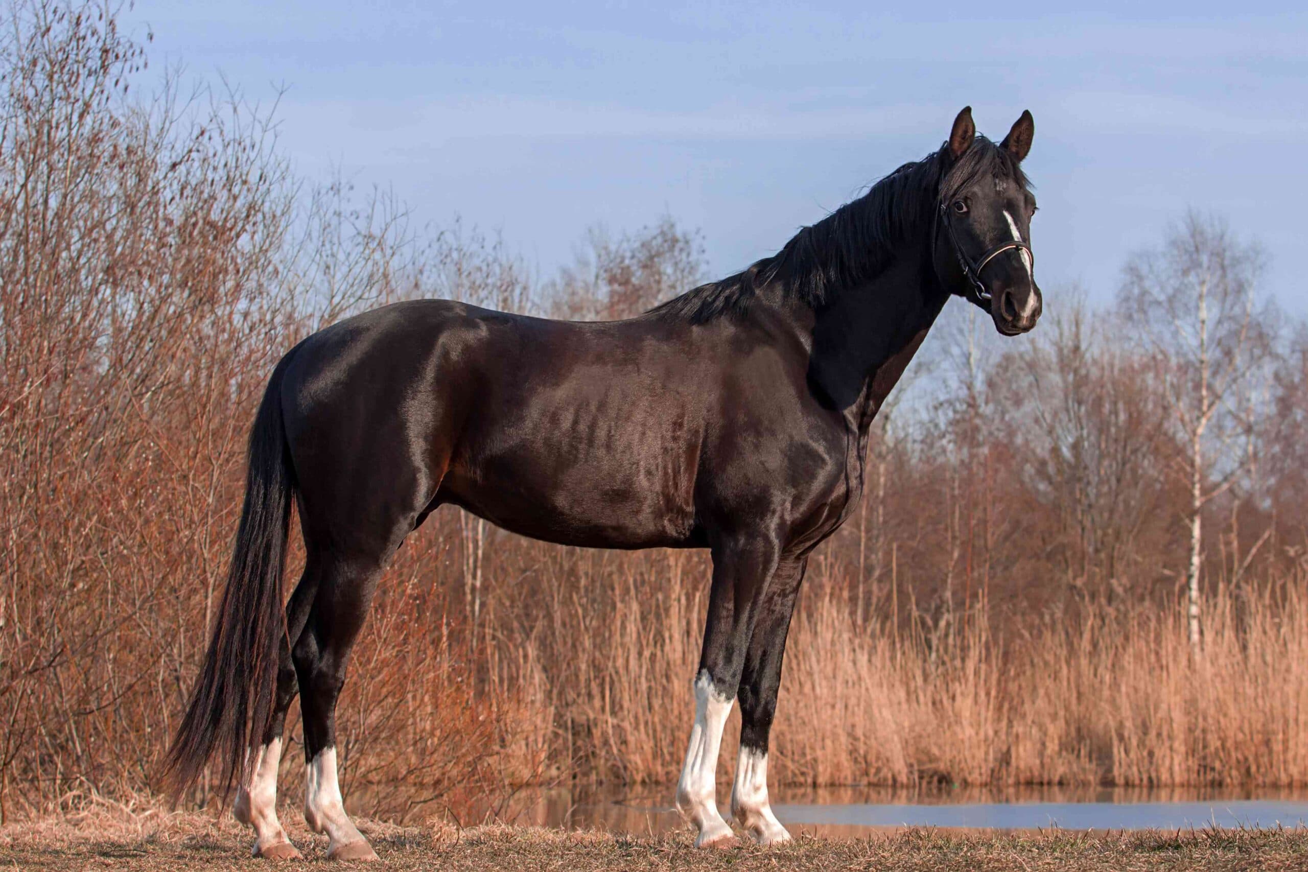 10 Most Expensive Horse Breeds In The World The Second Angle 10 Most Expensive Horse Breeds In The World The Second Angle