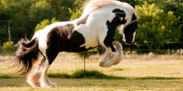 10 Most Expensive Horse Breeds in the World