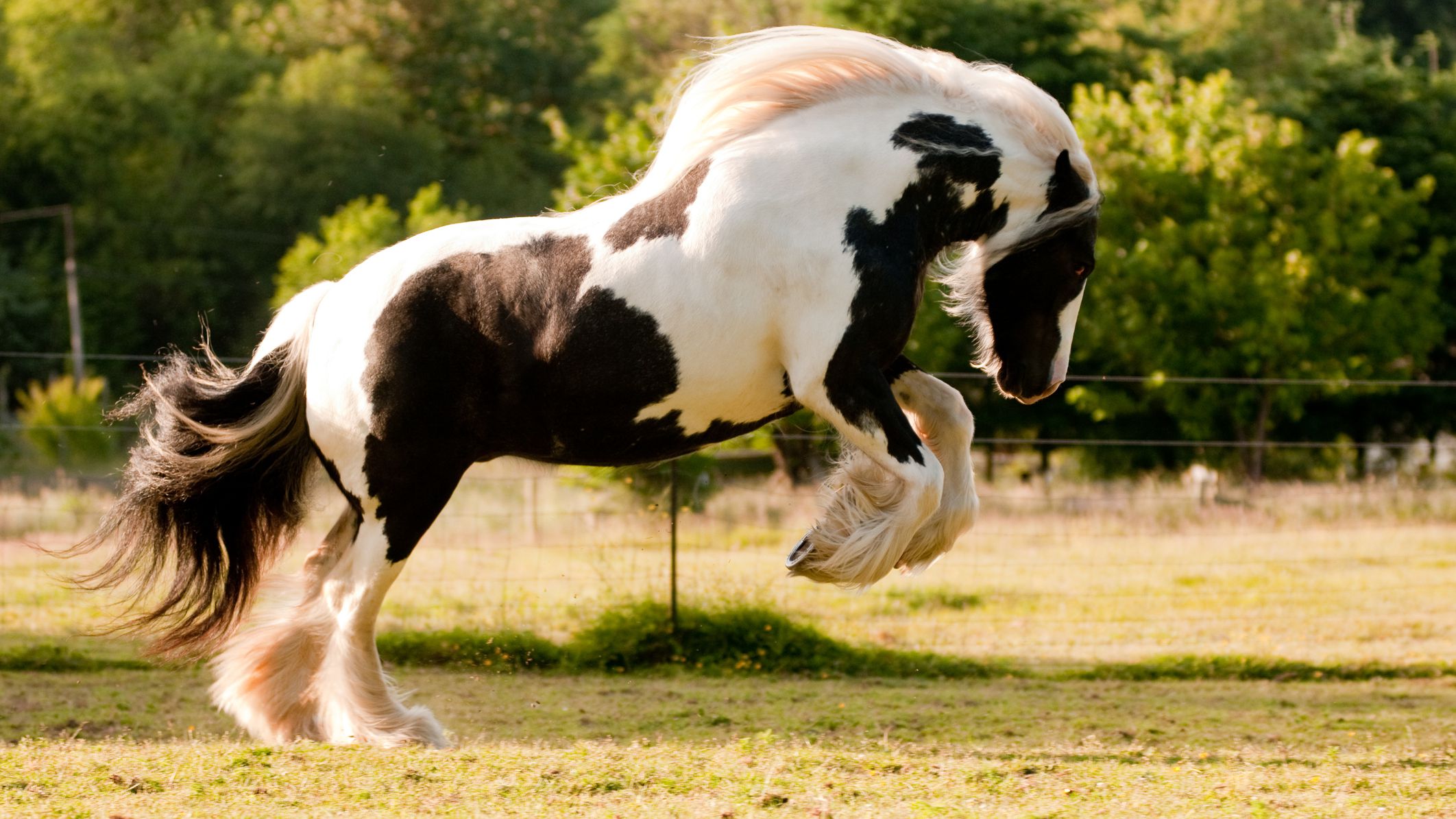 10 Most Expensive Horse Breeds in the World