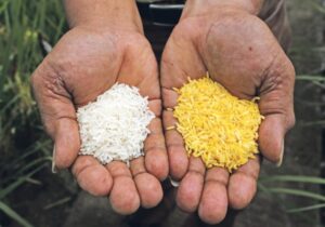 Biofortification: How It Enhances Food Preservation