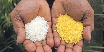 Biofortification: How It Enhances Food Preservation