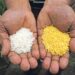 Biofortification: How It Enhances Food Preservation