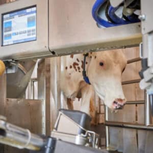 Robotic Milking: How Does It Helps In Dairy Farming?