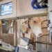 Robotic milking