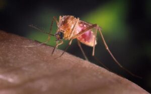 Explained | What is the West Nile virus, causing the latest health scare in New York City?