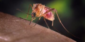 Explained | What is the West Nile virus, causing the latest health scare in New York City?