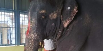 Assam team to visit Tamil Nadu to inspect captive jumbo’s condition