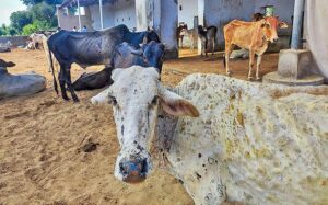 Explained | What is the lumpy skin disease affecting cattle in India? What are its economic implications and does it affect milk for consumption? 