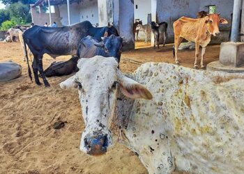 Explained | What is the lumpy skin disease affecting cattle in India? What are its economic implications and does it affect milk for consumption? 