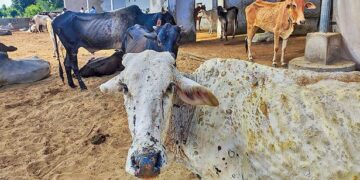 Explained | What is the lumpy skin disease affecting cattle in India? What are its economic implications and does it affect milk for consumption? 