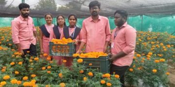 Marigold flowers bloom in the greenhouse at college farm
