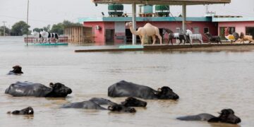 Pakistan reopens key highway to speed aid to flood victims