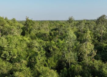 Edaikkal’s mini-forest: a case study in greening and the workings of the government