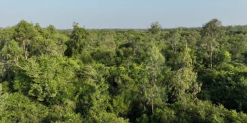 Edaikkal’s mini-forest: a case study in greening and the workings of the government