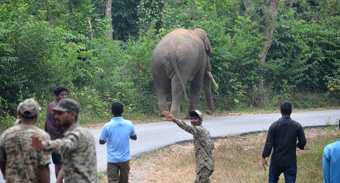 HC notice to Karnataka Government on plea to prevent electrocution of wild elephants HC notice to Karnataka Government on plea to prevent electrocution of wild elephants