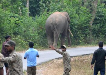 HC notice to Karnataka Government on plea to prevent electrocution of wild elephants