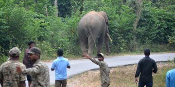 HC notice to Karnataka Government on plea to prevent electrocution of wild elephants