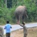 HC notice to Karnataka Government on plea to prevent electrocution of wild elephants
