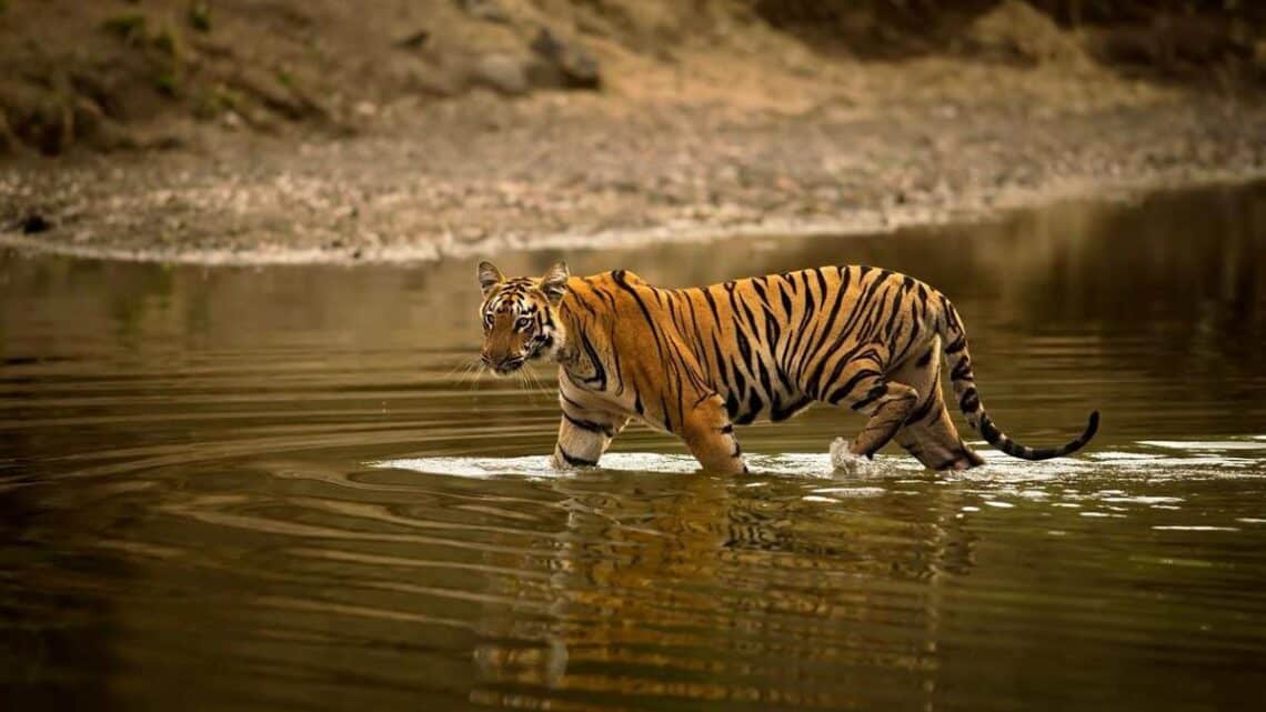 Habitat improvement in TS to attract tigers from other areas: NTCA team