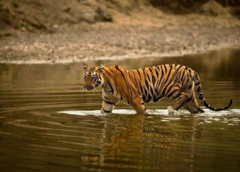 Habitat improvement in TS to attract tigers from other areas: NTCA team