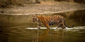 Habitat improvement in TS to attract tigers from other areas: NTCA team
