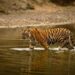 Habitat improvement in TS to attract tigers from other areas: NTCA team