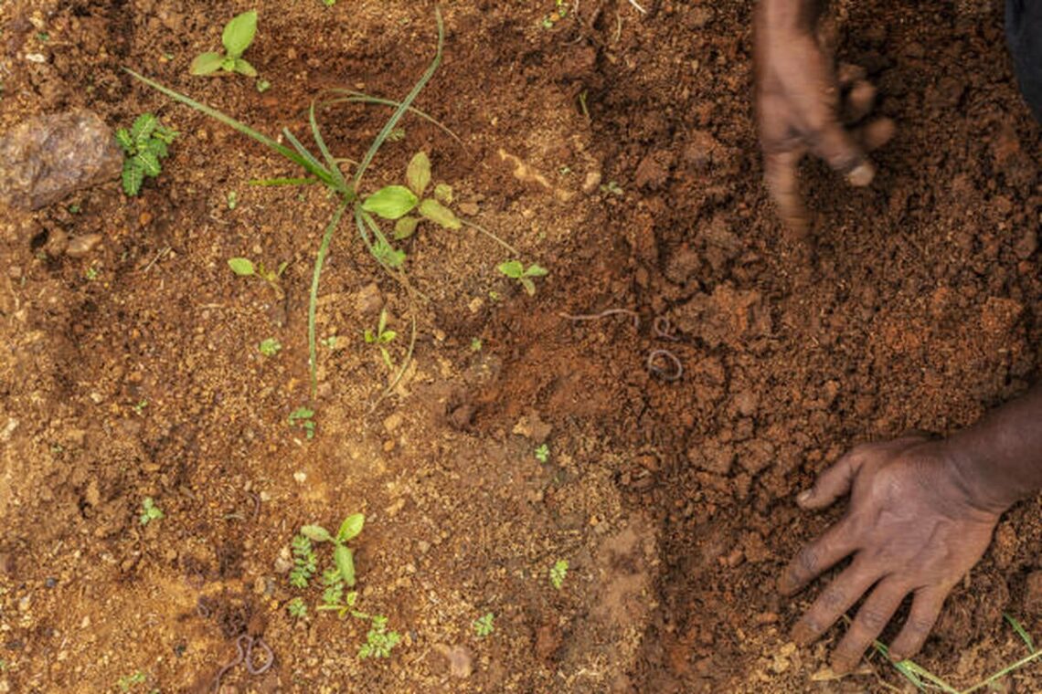 In dry, unreliable weather, Indian farmers restore arid land
