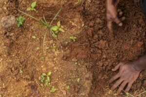 In dry, unreliable weather, Indian farmers restore arid land