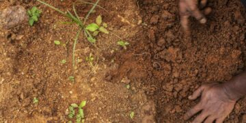 In dry, unreliable weather, Indian farmers restore arid land