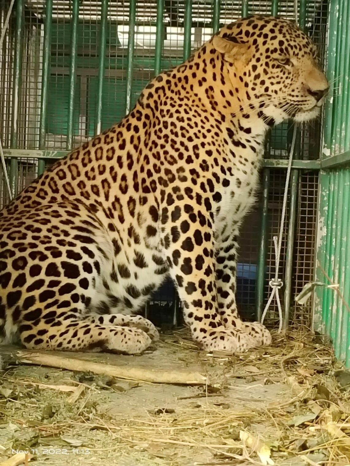 Leopard trapped, released in Bandipur  