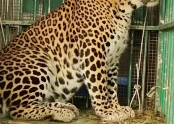 Leopard trapped, released in Bandipur  