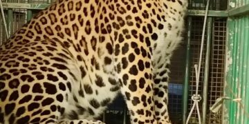 Leopard trapped, released in Bandipur  