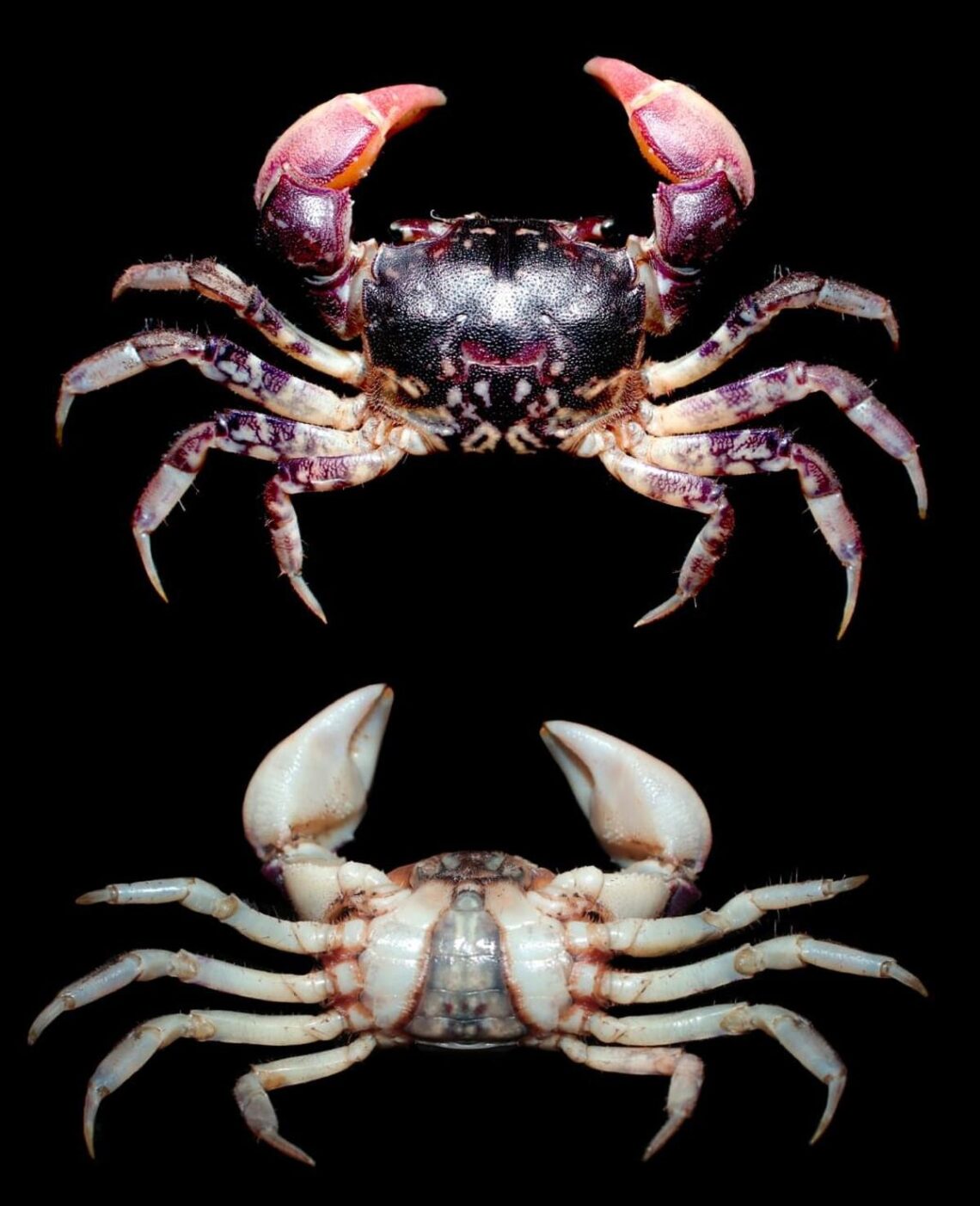 New species of estuarine crab discovered in Vellar river estuary