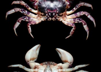 New species of estuarine crab discovered in Vellar river estuary