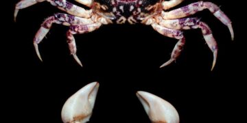 New species of estuarine crab discovered in Vellar river estuary