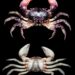 New species of estuarine crab discovered in Vellar river estuary