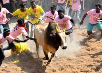 Tamil Nadu defends Jallikattu in Supreme Court, terms it a cultural event