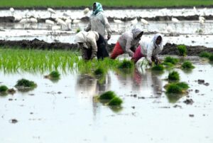 Thanks to bountiful rains, farmers gear up for a good rabi in South Coastal Andhra Pradesh