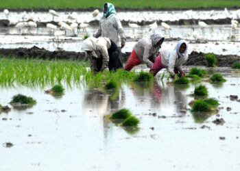 Thanks to bountiful rains, farmers gear up for a good rabi in South Coastal Andhra Pradesh
