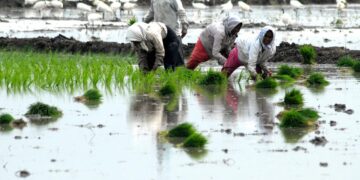 Thanks to bountiful rains, farmers gear up for a good rabi in South Coastal Andhra Pradesh