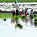 Thanks to bountiful rains, farmers gear up for a good rabi in South Coastal Andhra Pradesh Thanks to bountiful rains, farmers gear up for a good rabi in South Coastal Andhra Pradesh