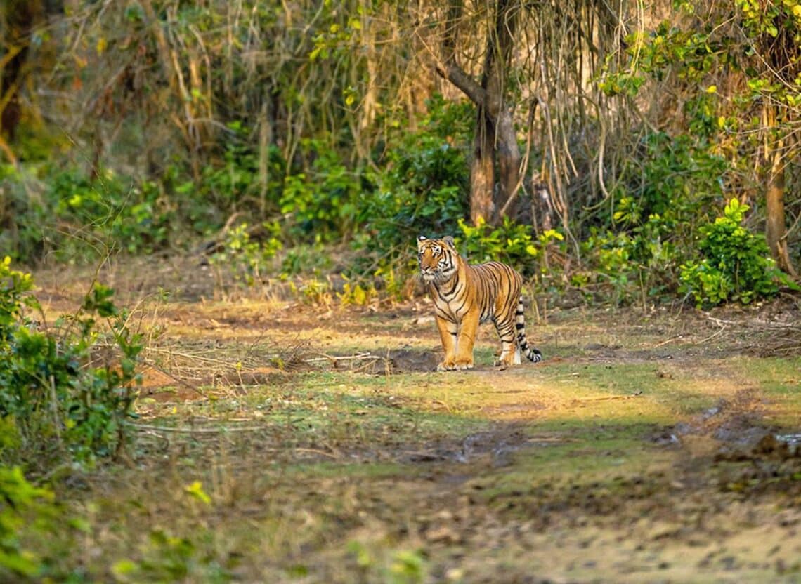 Uttarakhand forest dept. is defending wrongdoings on tree felling: FSI