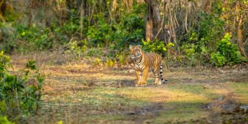 Uttarakhand forest dept. is defending wrongdoings on tree felling: FSI