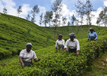 Watch | How the economic crisis has hurt Sri Lanka’s hill Tamils